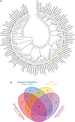 Exploration of the genomic atlas of Dof transcription factor family across genus Oryza provides novel insights on rice breeding in changing climate